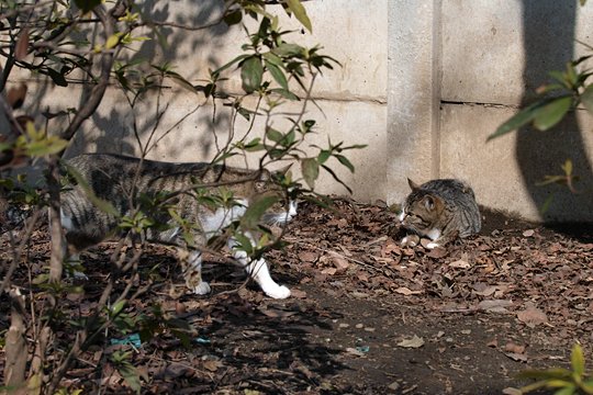 街のねこたち