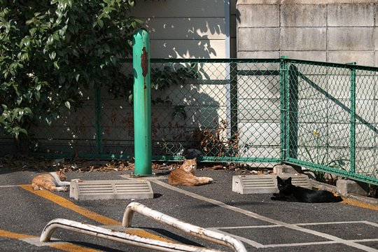 街のねこたち