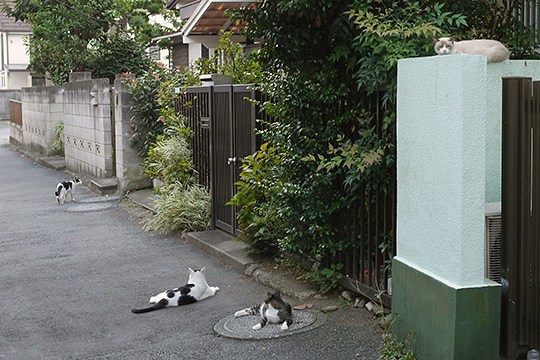 街のねこたち