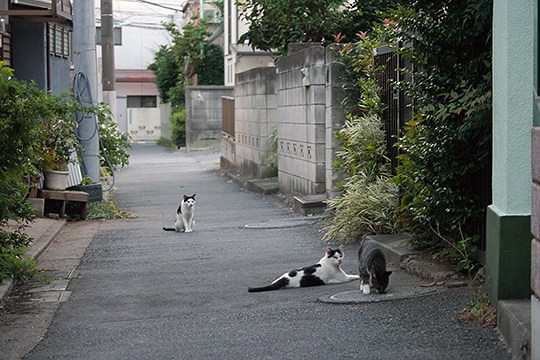 街のねこたち