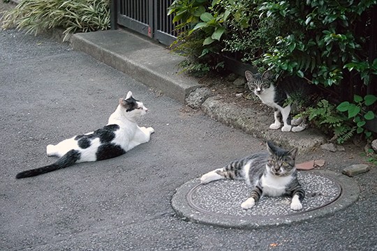 街のねこたち
