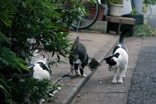 街のねこたち