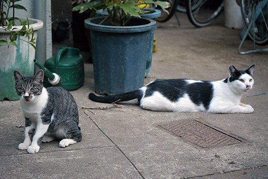 街のねこたち