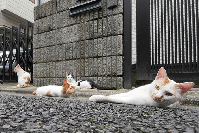街のねこたち
