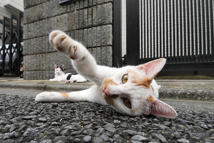 街のねこたち