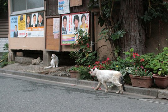 街のねこたち