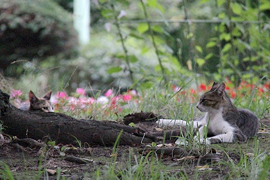 街のねこたち