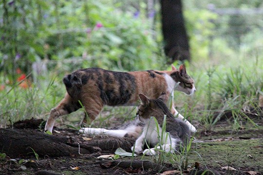 街のねこたち