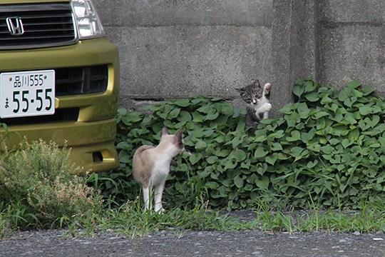 街のねこたち