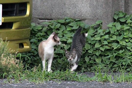 街のねこたち