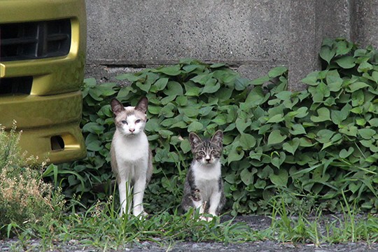 街のねこたち