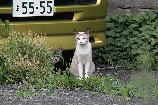 街のねこたち