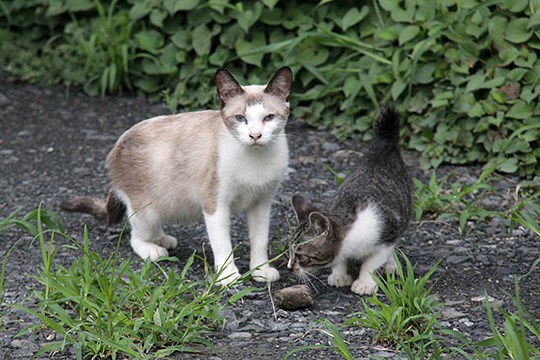 街のねこたち