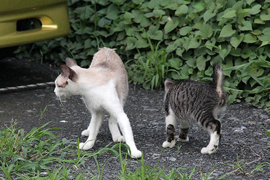 街のねこたち