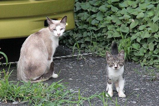 街のねこたち