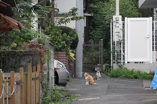 街のねこたち