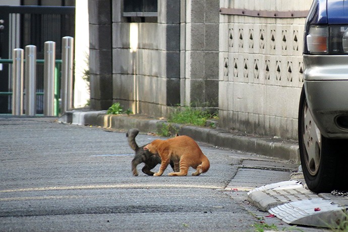 街のねこたち