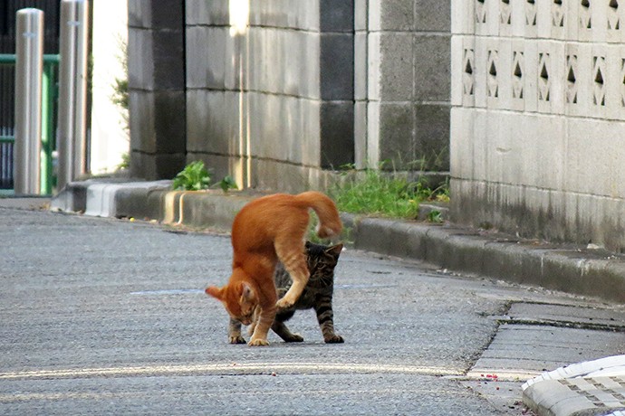 街のねこたち