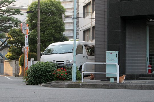 街のねこたち