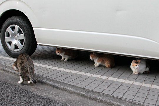 街のねこたち