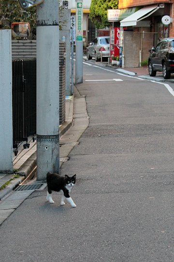 街のねこたち