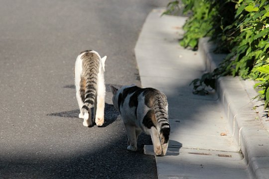 街のねこたち