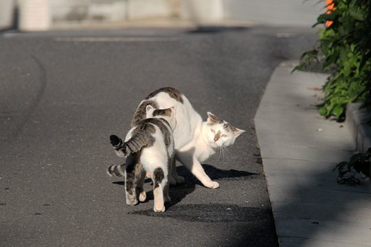 街のねこたち