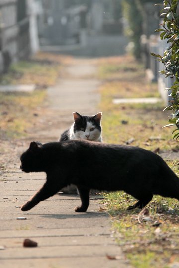 街のねこたち