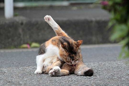 街のねこたち