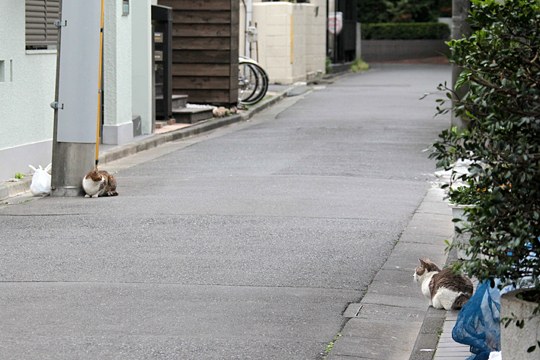 街のねこたち