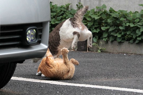 街のねこたち