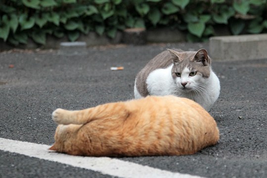 街のねこたち
