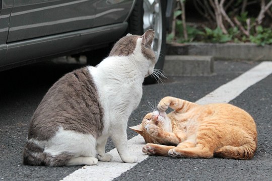 街のねこたち