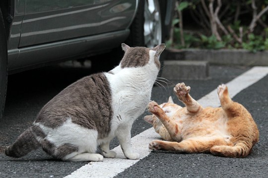 街のねこたち
