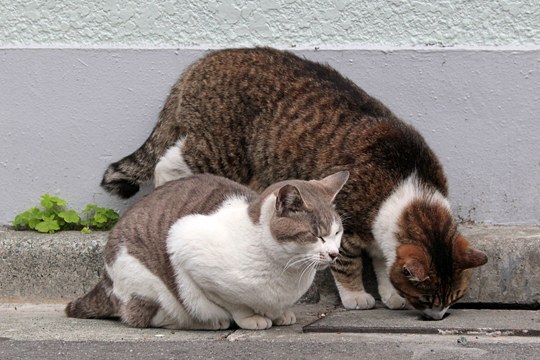 街のねこたち