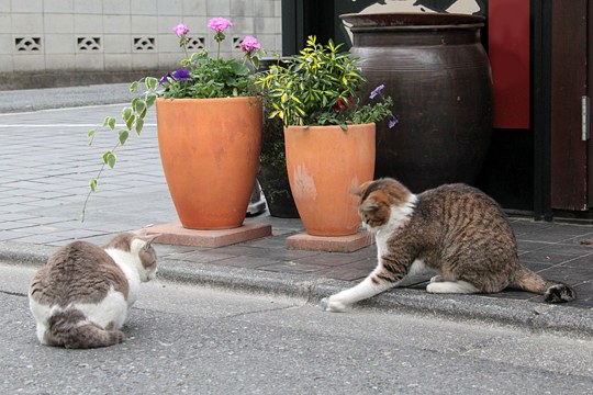 街のねこたち