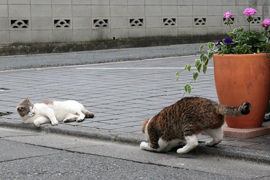 街のねこたち