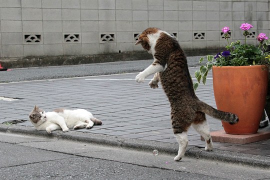 街のねこたち
