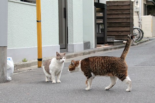 街のねこたち