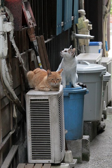 街のねこたち