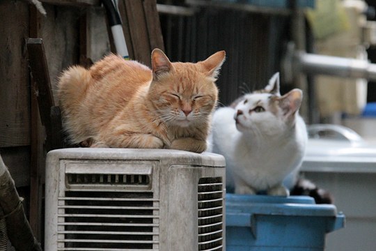 街のねこたち