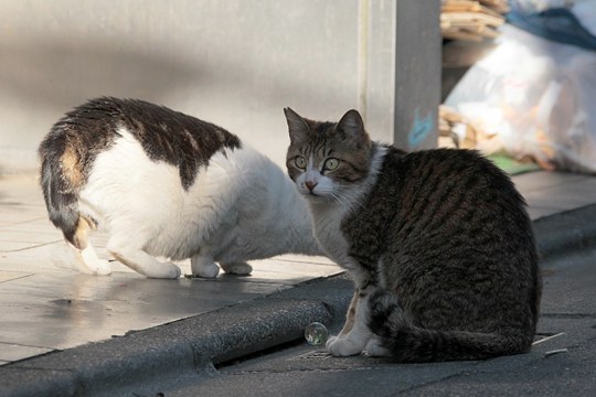 街のねこたち