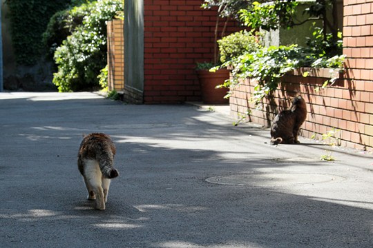 街のねこたち