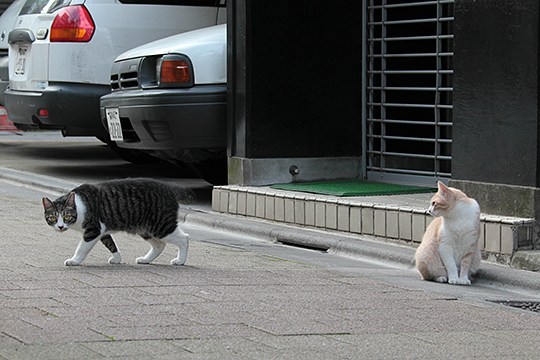 街のねこたち
