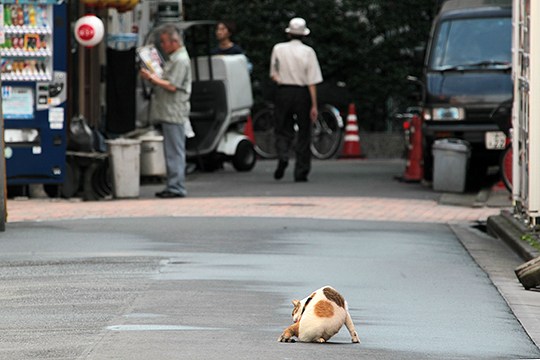 街のねこたち