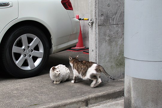 街のねこたち