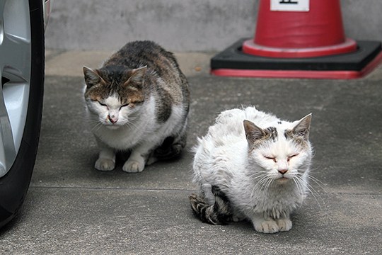 街のねこたち