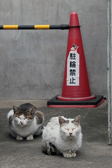 街のねこたち