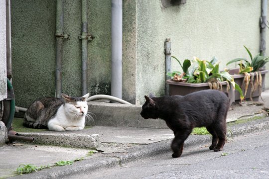 街のねこたち