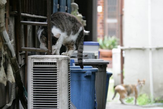 街のねこたち